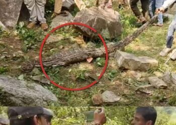 शिवपुरी में नीलगाय के बच्चे को निगलकर गुफा में छिपा 10 फीट का अजगर, 2 घंटे में हुआ रेस्क्यू, मध्य प्रदेश वीडियो न्यूज