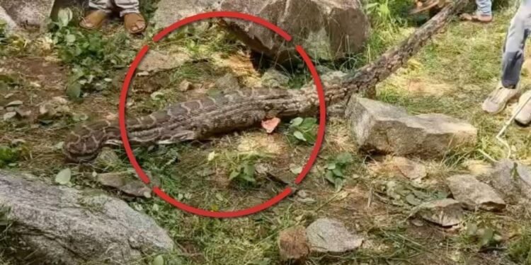 शिवपुरी में नीलगाय के बच्चे को निगलकर गुफा में छिपा 10 फीट का अजगर, 2 घंटे में हुआ रेस्क्यू, मध्य प्रदेश वीडियो न्यूज