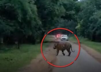 उमरिया में ताला-मानपुर मार्ग पर बाघ D1 ने पार की सड़क, वीडियो सोशल मीडिया पर वायरल, मध्य प्रदेश वीडियो न्यूज