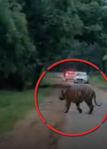 उमरिया में ताला-मानपुर मार्ग पर बाघ D1 ने पार की सड़क, वीडियो सोशल मीडिया पर वायरल, मध्य प्रदेश वीडियो न्यूज