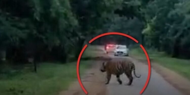 उमरिया में ताला-मानपुर मार्ग पर बाघ D1 ने पार की सड़क, वीडियो सोशल मीडिया पर वायरल, मध्य प्रदेश वीडियो न्यूज
