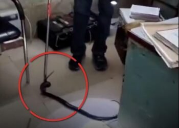 भिंड रेलवे स्टेशन के टिकट काउंटर में घुसा जहरीला कोबरा, सर्प मित्र ने किया सुरक्षित रेस्क्यू, मध्य प्रदेश वीडियो न्यूज