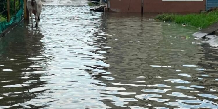 मुरैना के पोरसा में बारिश से गली बनी नदी, जलभराव से परेशान लोगों ने मांगी नाव, मध्य प्रदेश वीडियो न्यूज