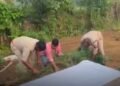 सिंगरौली के चितरंगी में गांजे के 8 हरे पौधे जब्त, 60 वर्षीय आरोपी रघुनाथ सिंह गिरफ्तार, मध्य प्रदेश वीडियो न्यूज