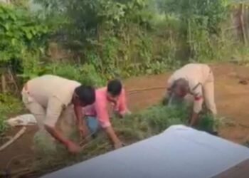सिंगरौली के चितरंगी में गांजे के 8 हरे पौधे जब्त, 60 वर्षीय आरोपी रघुनाथ सिंह गिरफ्तार, मध्य प्रदेश वीडियो न्यूज