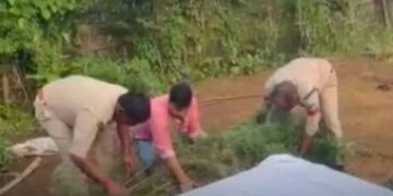 सिंगरौली के चितरंगी में गांजे के 8 हरे पौधे जब्त, 60 वर्षीय आरोपी रघुनाथ सिंह गिरफ्तार, मध्य प्रदेश वीडियो न्यूज