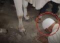 गुना में गाय को पैर मारने के बाद बुजुर्ग से मंगवाई माफी, जमीन पर झुकने का वीडियो वायरल, मध्य प्रदेश वीडियो न्यूज