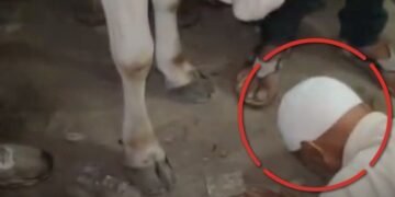 गुना में गाय को पैर मारने के बाद बुजुर्ग से मंगवाई माफी, जमीन पर झुकने का वीडियो वायरल, मध्य प्रदेश वीडियो न्यूज