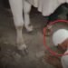 गुना में गाय को पैर मारने के बाद बुजुर्ग से मंगवाई माफी, जमीन पर झुकने का वीडियो वायरल, मध्य प्रदेश वीडियो न्यूज