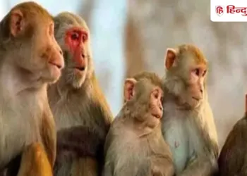 कौन पकड़ेगा बंदर? वन विभाग और नगर निगम झाड़ रहे पल्ला, शासन के आदेश के इंतजार में अटकी धरपकड़, Uttar-pradesh Hindi News