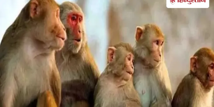 कौन पकड़ेगा बंदर? वन विभाग और नगर निगम झाड़ रहे पल्ला, शासन के आदेश के इंतजार में अटकी धरपकड़, Uttar-pradesh Hindi News
