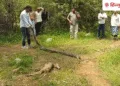 10 फीट लंबे अजगर का रोमांचक रेस्क्यू, नीलगाय के बच्चे को निगलकर गुफा में छिपा था पाइथन, Madhya-pradesh Hindi News
