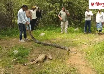 10 फीट लंबे अजगर का रोमांचक रेस्क्यू, नीलगाय के बच्चे को निगलकर गुफा में छिपा था पाइथन, Madhya-pradesh Hindi News