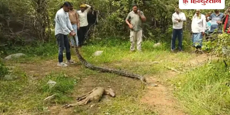 10 फीट लंबे अजगर का रोमांचक रेस्क्यू, नीलगाय के बच्चे को निगलकर गुफा में छिपा था पाइथन, Madhya-pradesh Hindi News