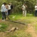 10 फीट लंबे अजगर का रोमांचक रेस्क्यू, नीलगाय के बच्चे को निगलकर गुफा में छिपा था पाइथन, Madhya-pradesh Hindi News