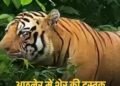 बैतूल के दाभोना में शेर की दस्तक, महाराष्ट्र में बच्ची और मवेशियों की मौत के बाद ग्रामीण अलर्ट, मध्य प्रदेश वीडियो न्यूज