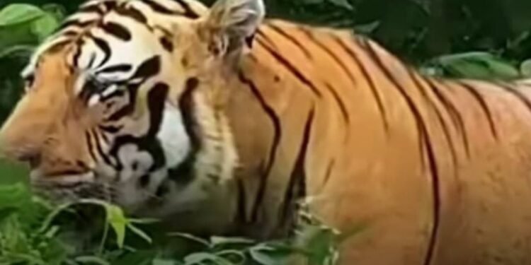 बैतूल के दाभोना में शेर की दस्तक, महाराष्ट्र में बच्ची और मवेशियों की मौत के बाद ग्रामीण अलर्ट, मध्य प्रदेश वीडियो न्यूज