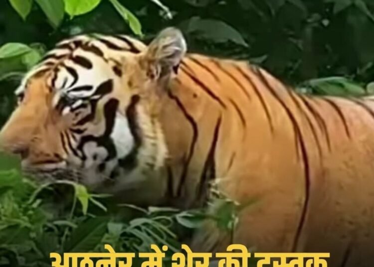 बैतूल के दाभोना में शेर की दस्तक, महाराष्ट्र में बच्ची और मवेशियों की मौत के बाद ग्रामीण अलर्ट, मध्य प्रदेश वीडियो न्यूज