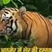 बैतूल के दाभोना में शेर की दस्तक, महाराष्ट्र में बच्ची और मवेशियों की मौत के बाद ग्रामीण अलर्ट, मध्य प्रदेश वीडियो न्यूज