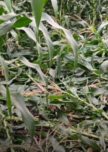 बैतूल के अम्बाडा में जंगली सुअरों ने मक्का-मूंगफली की फसलें चौपट कीं, मुआवजे की मांग, मध्य प्रदेश वीडियो न्यूज