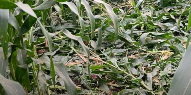 बैतूल के अम्बाडा में जंगली सुअरों ने मक्का-मूंगफली की फसलें चौपट कीं, मुआवजे की मांग, मध्य प्रदेश वीडियो न्यूज