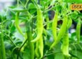 Chilli Farming Profit | Mirch Ki Kheti | मिर्च की खेती से कमाई | कृषि समाचार | किसानों के लिए फायदेमंद खेती |