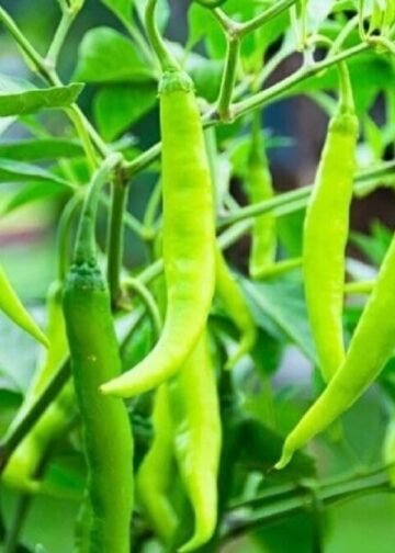 Chilli Farming Profit | Mirch Ki Kheti | मिर्च की खेती से कमाई | कृषि समाचार | किसानों के लिए फायदेमंद खेती |