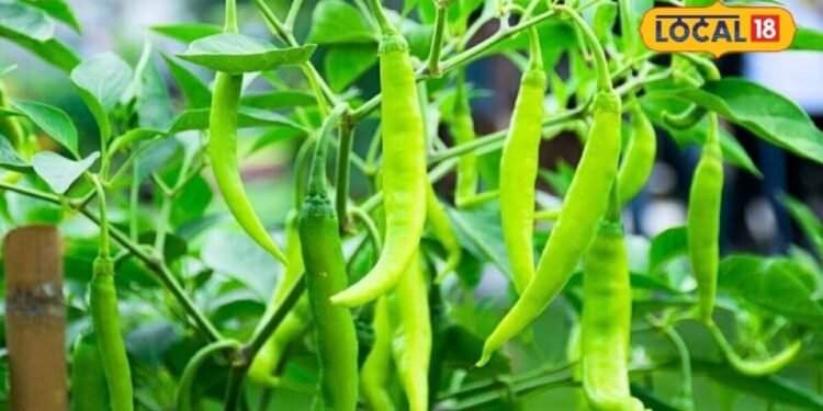 Chilli Farming Profit | Mirch Ki Kheti | मिर्च की खेती से कमाई | कृषि समाचार | किसानों के लिए फायदेमंद खेती |