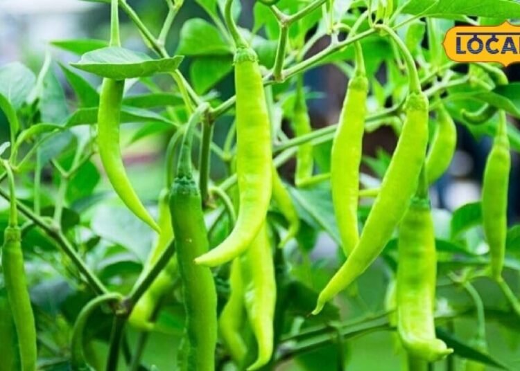 Chilli Farming Profit | Mirch Ki Kheti | मिर्च की खेती से कमाई | कृषि समाचार | किसानों के लिए फायदेमंद खेती |