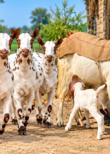 बकरी पालन: जमुनापारी या बरबरी? जानें यूपी के पशुपालकों के लिए कौन सी नस्ल देगी बंपर दूध और ज्यादा मुनाफा